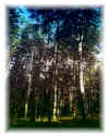 rezerwat "Bukowy Las"